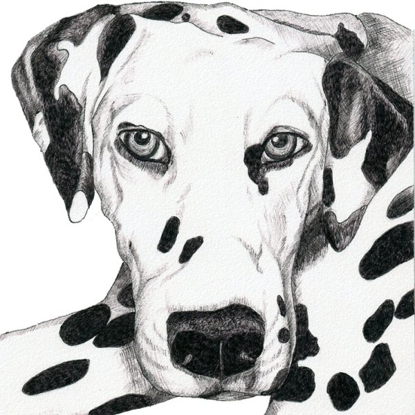 Далматин портрет