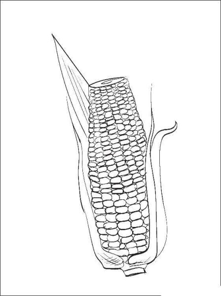 Трафарет початок кукурузы