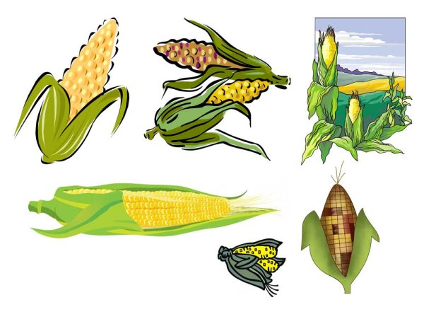 Кукуруза початок