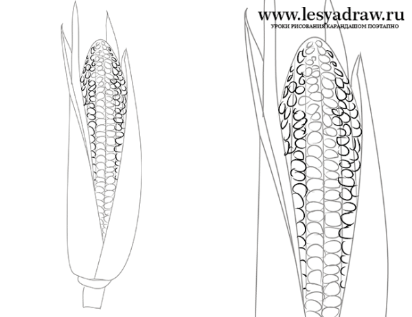 Поэтапное рисование кукурузы