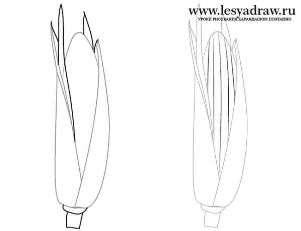 Рисунок кукурузы поэтапно