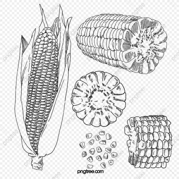 Строение початка кукурузы