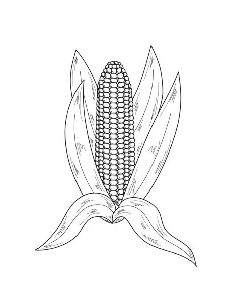 Кукуруза набросок