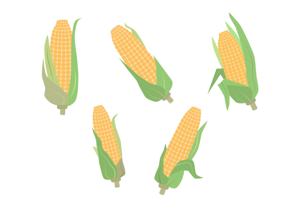 Зерно кукурузы вектор