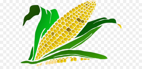 Початок кукурузы вектор
