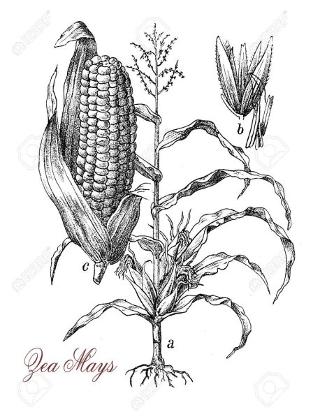 Кукуруза рисунок