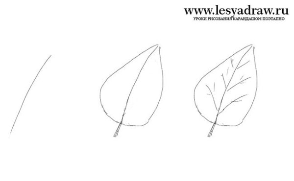 Рисование листа березы