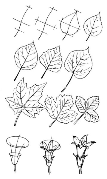 Зарисовка с натуры отдельных растений