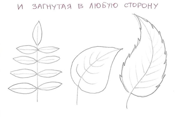 Поэтапное рисование листа