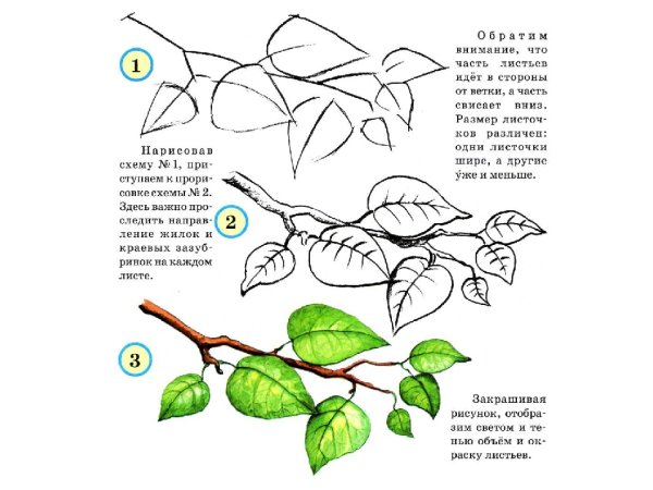 Веточки для рисования