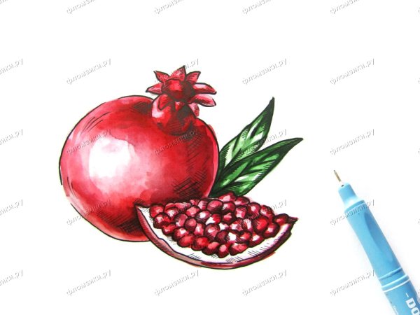 Рисунок гранат пошагово