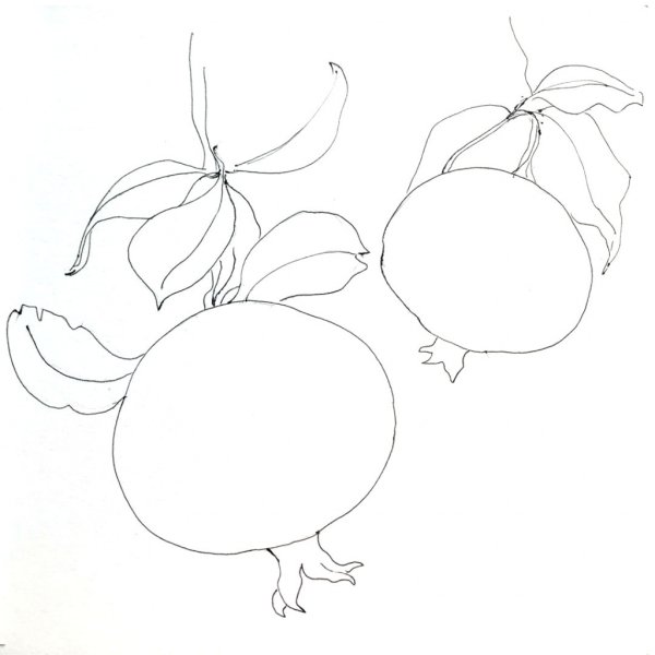 Гранат рисунок карандашом