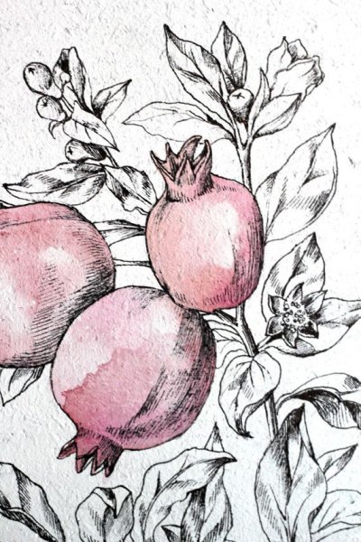 Гранатовое дерево Графика