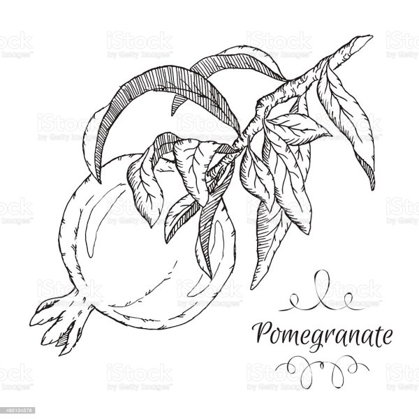 Ветка граната в карандаше