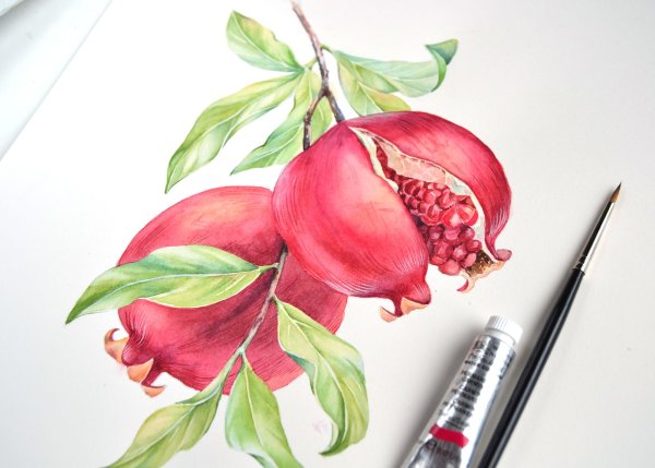 Ботаническая живопись акварелью гранат