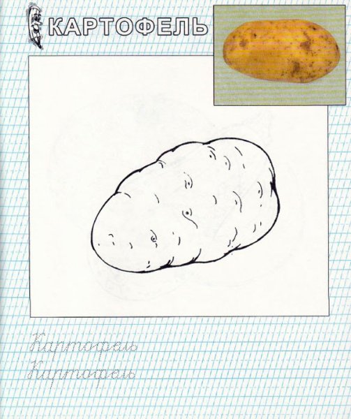 Картофель раскраска для детей