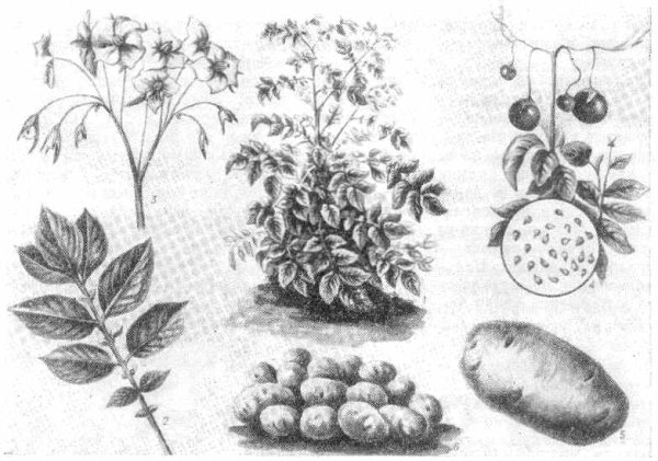 Раскраска картошка с клубнями