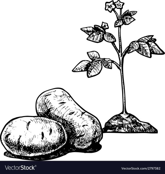 Картофель Графика