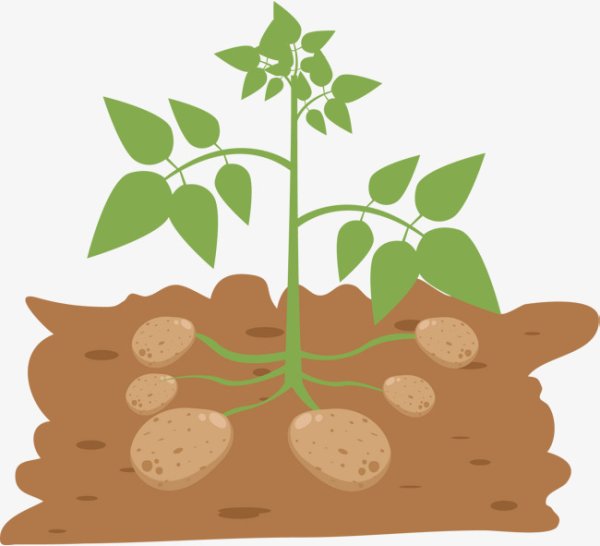 Картофель на грядке вектор