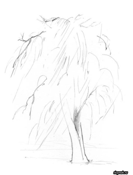 Раскраска дерево Ива