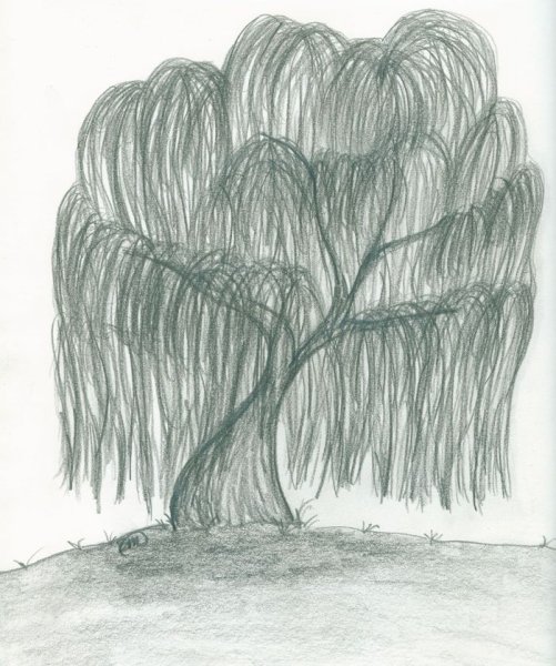 Нарисовать иву