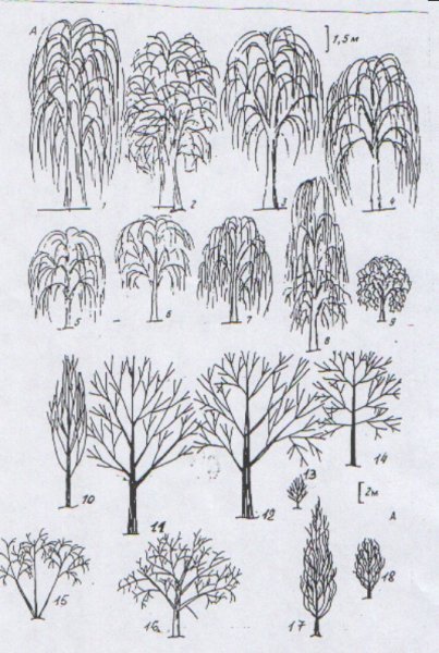 Ива для раскрашивания