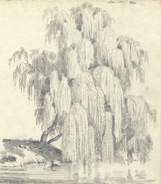 Ива рисунок карандашом для детей