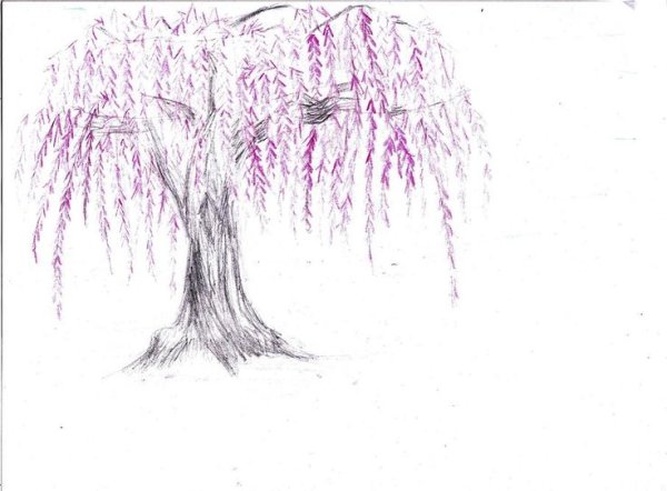 Ива рисунок карандашом для начинающих