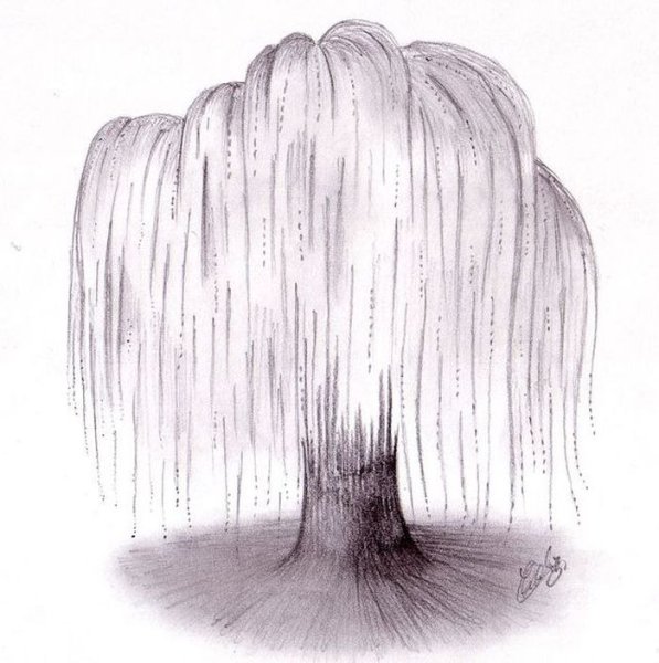 Ива картинка для детей на прозрачном фоне