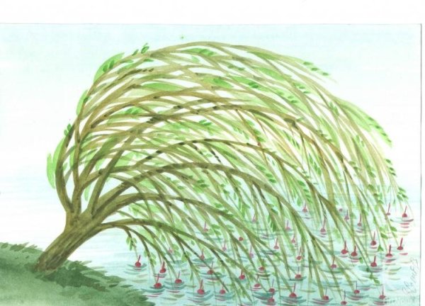 Ива набросок