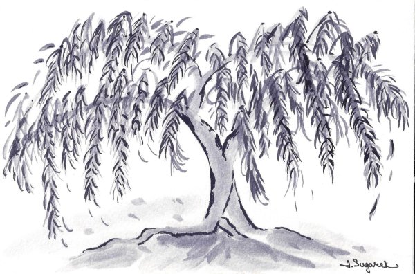 Плакучая Ива зарисовка