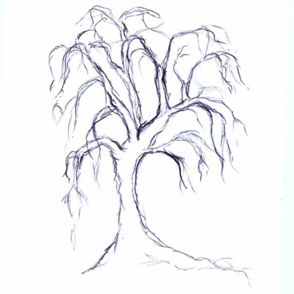 Нарисовать иву поэтапно карандашом легко для начинающих поэтапно