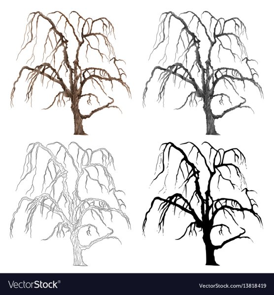 Ива рисунок