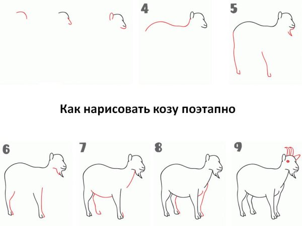 Как нарисовать козу поэтапно