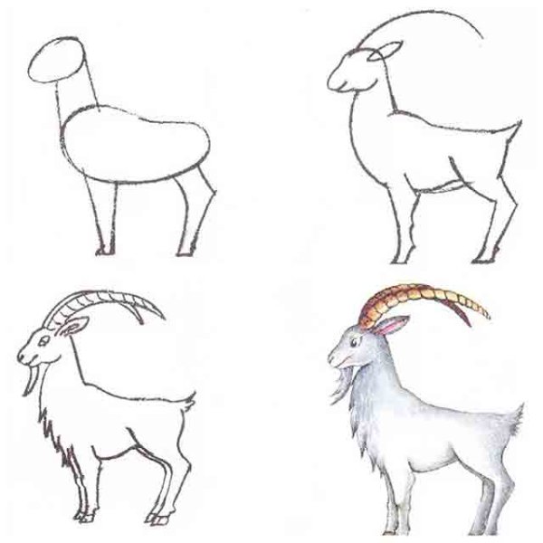 Животные рисунки карандашом поэтапно