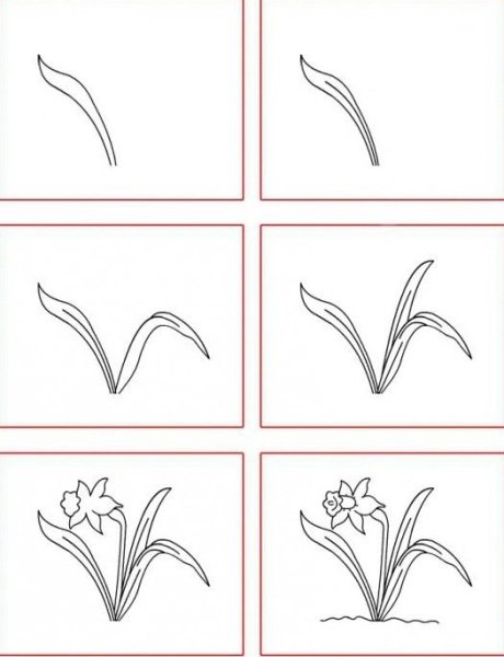 Поэтапное рисование нарцисса