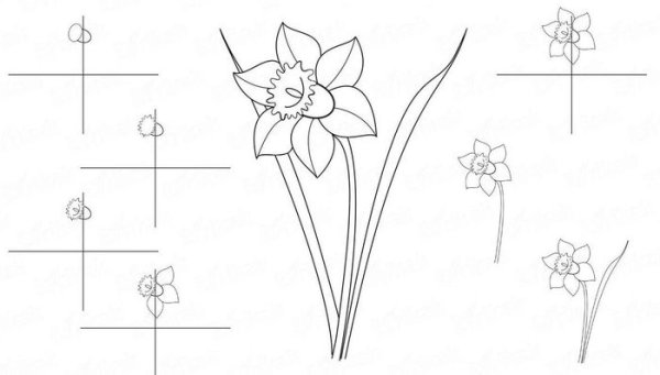 Поэтапное рисование нарцисса