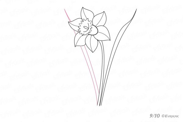Поэтапное рисование нарцисса