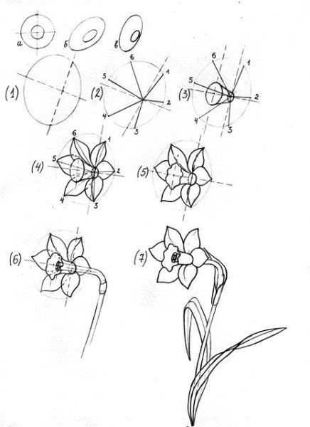 Чертеж цветка