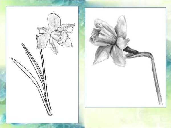 Нарцисс растение уроки рисования