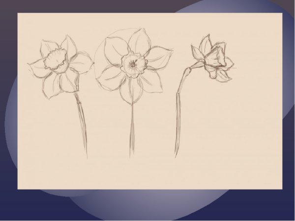 Нарисовать Нарцисс карандашом поэтапно для начинающих
