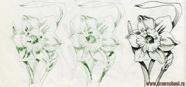 Цветы для срисовки нарциссы