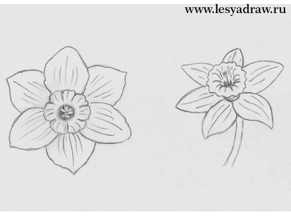 Поэтапное рисование нарцисса