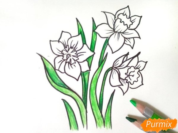 Как нарисовать Нарцисс карандашом поэтапно для детей