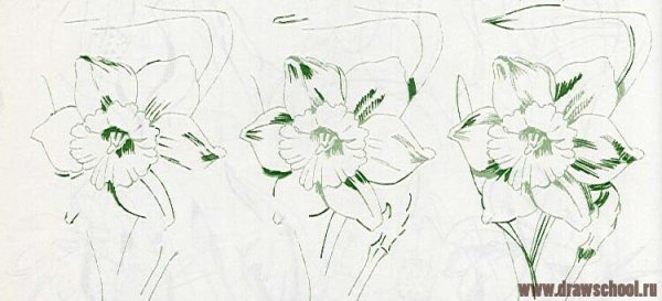 Рисунок Академический Нарцисс карандашом