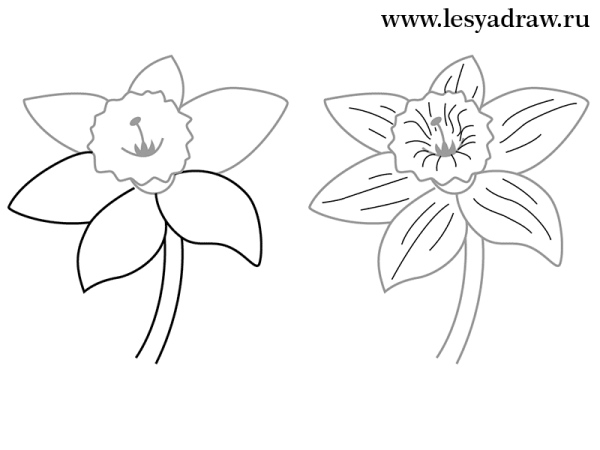 Нарцисс цветок карандашом