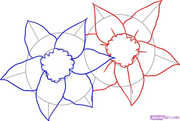 Поэтапное рисование нарцисса