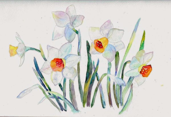 Поэтапное рисование нарциссов акварелью