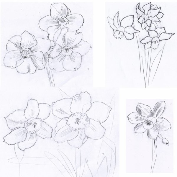 Нарцисс поэтапно