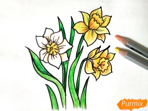 Нарцисс рисунок поэтапно